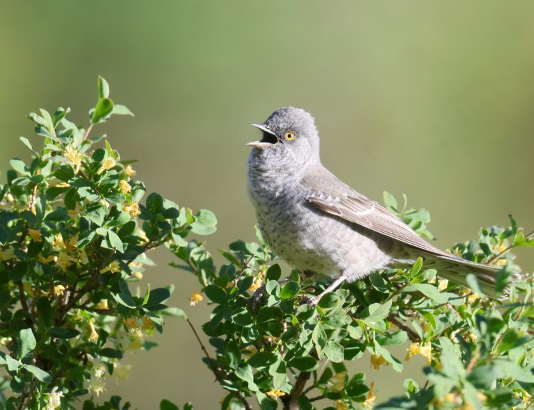 Barred Warbler (1) 横斑林莺 Image