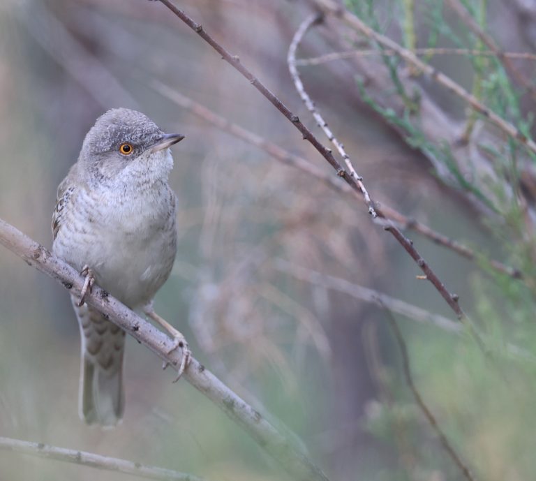 Barred Warbler (2) 横斑林莺 Image