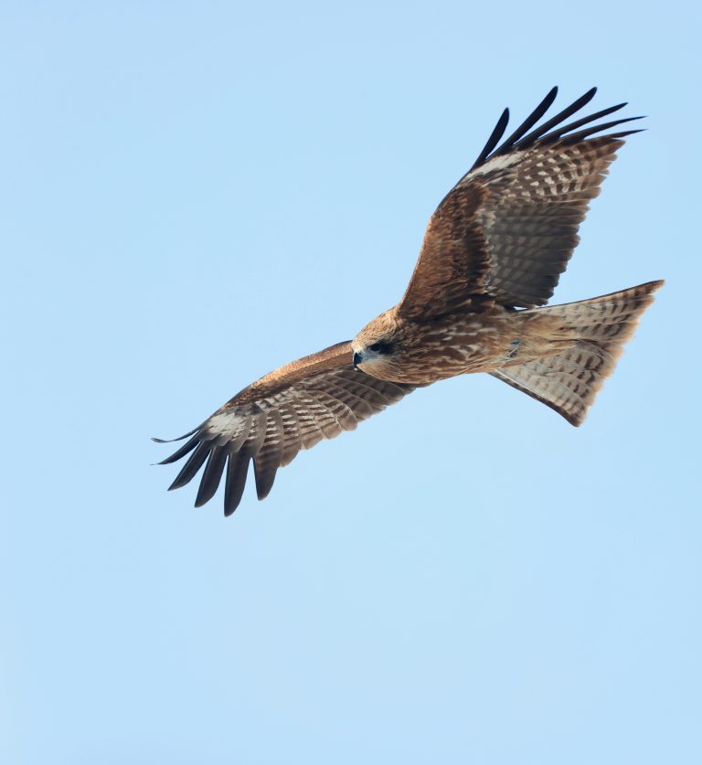 Black Kite 黑鸢 Image