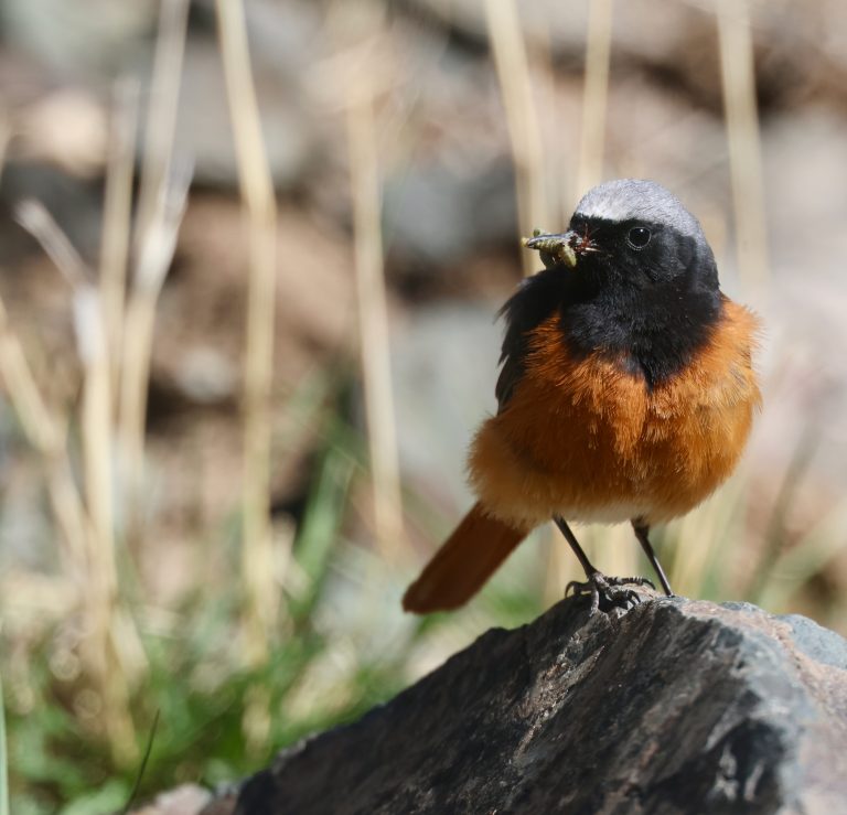 Black Redstart Image