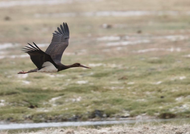 Black Stork (1) 黑鹳 Image