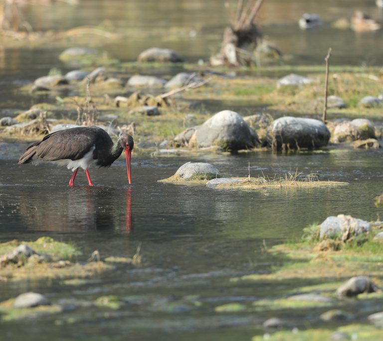 Black Stork (2) 黑鹳 Image