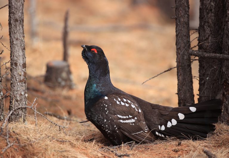 Black-billed Capercaillie (1) 黑嘴松鸡 Image