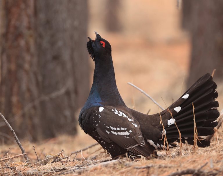 Black-billed Capercaillie (2) 黑嘴松鸡 Image