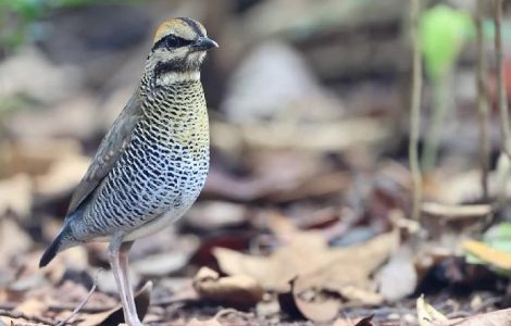 Birding Tour vs. Bird Photography Tour: What’s the Difference?