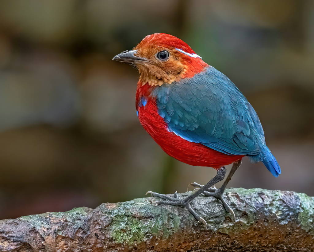 Blue-banded Pitta, 蓝斑八色鸫, Erythropitta arquata (Group, family)