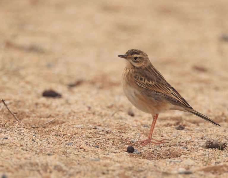 Blyth’s Pipit 布氏鹨 Image