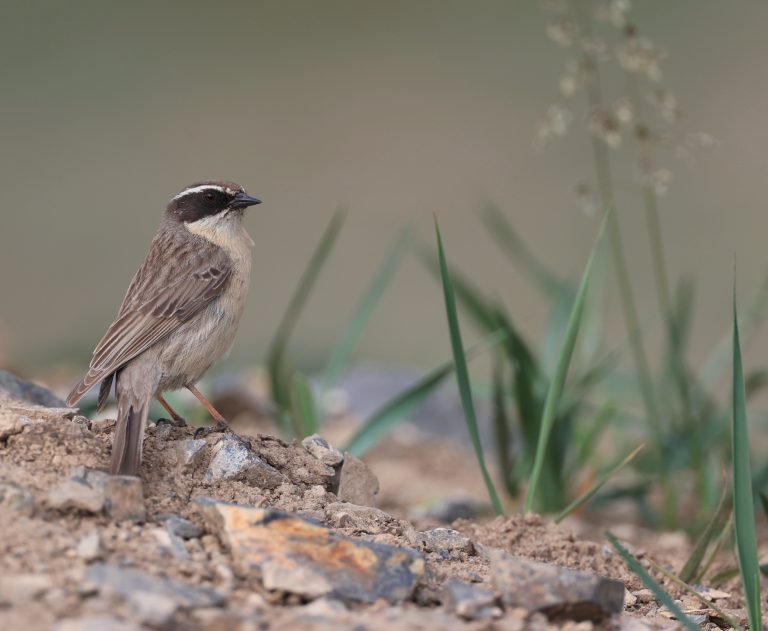Brown Accentor (1) 褐岩鹨 Image