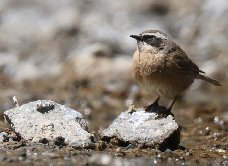 Brown Accentor (2) 褐岩鹨 Image