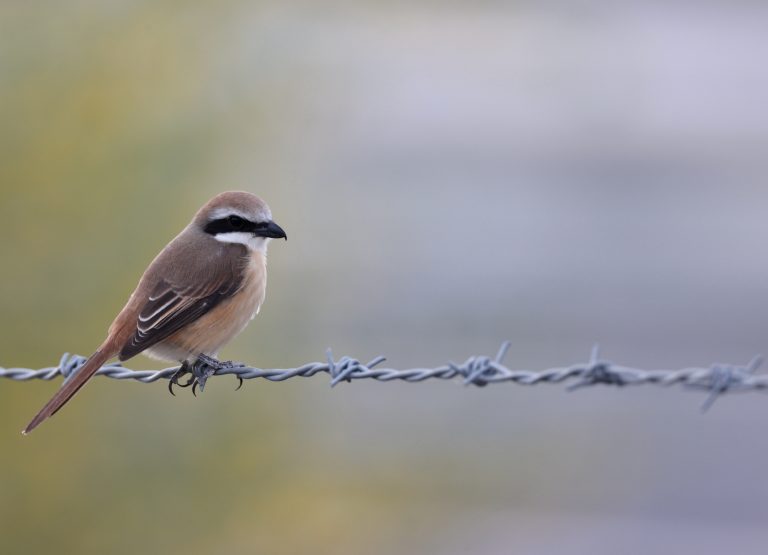 Brown Shrike 红尾伯劳 Image