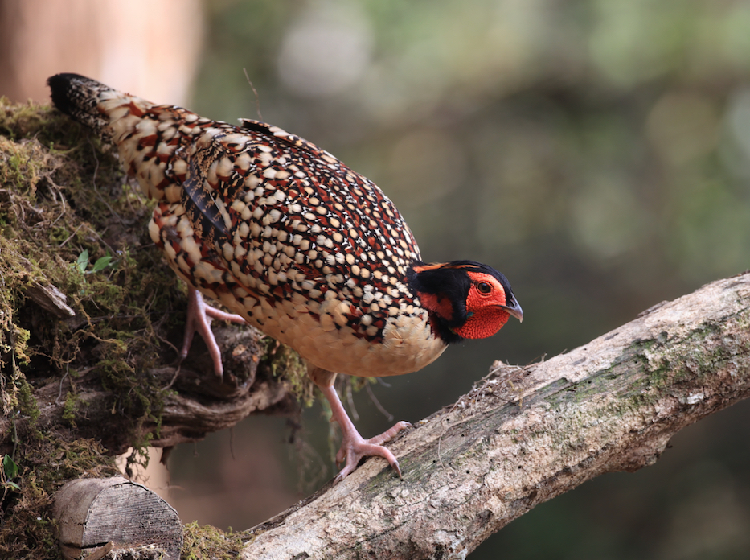 Cabot’s Tragopan, 黄腹角雉, Tragopan caboti (Species)