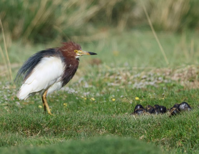 Chinese Pond Heron (1) 池鹭 Image