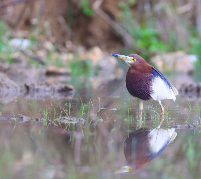 Chinese Pond Heron (2) 池鹭 Image