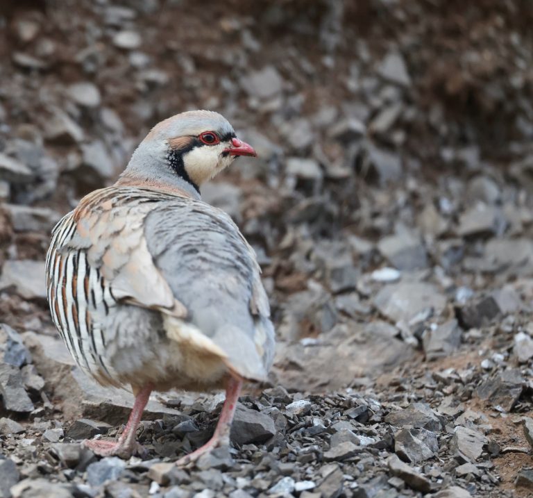 Chukar Partridge (1) 石鸡 Image