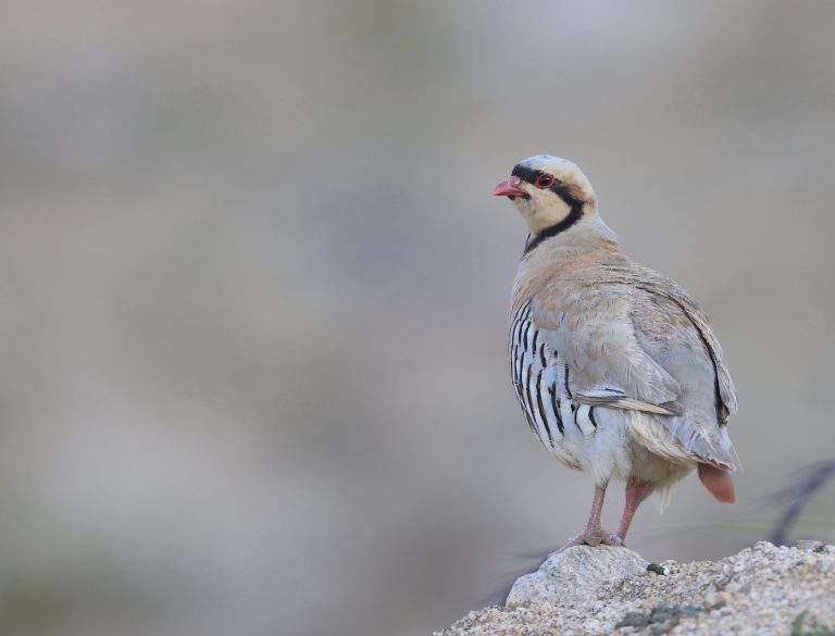 Chukar Partridge (2) 石鸡 Image