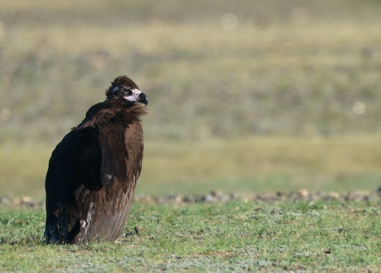 Cinereous Vulture (1) 秃鹫 Image