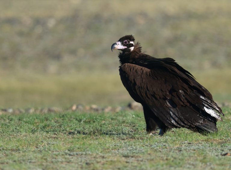 Cinereous Vulture (2) 秃鹫 Image