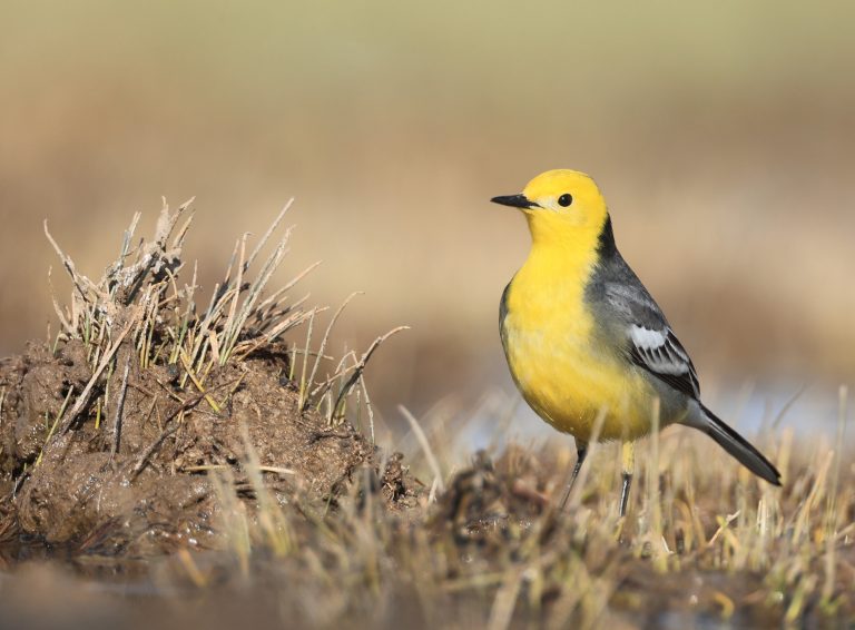 Citrine Wagtail 黄头鹡鸰 Image