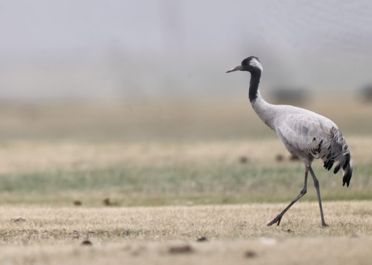 Common Crane (1) 灰鹤 Image
