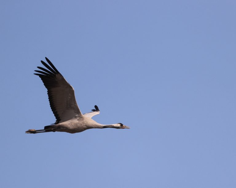 Common Crane (2) 灰鹤 Image