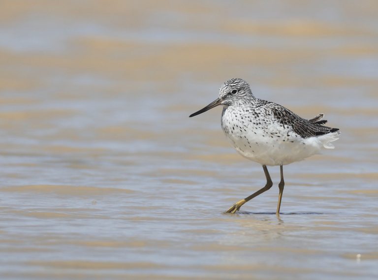 Common Greenshank 青脚鹬 Image