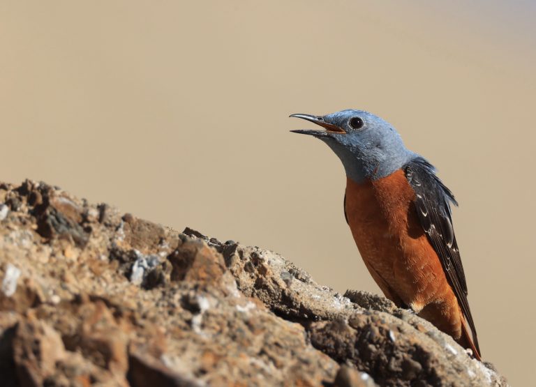 Common Rock Thrush (1) 白背矶鸫 Image