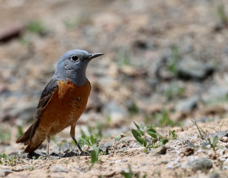 Common Rock Thrush (2) 白背矶鸫 Image