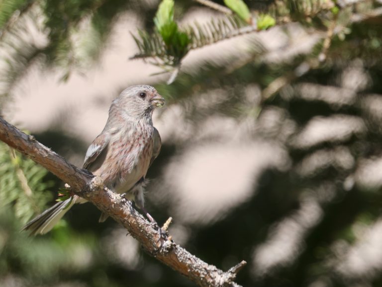 Common Rosefinch (1) 普通朱雀 Image