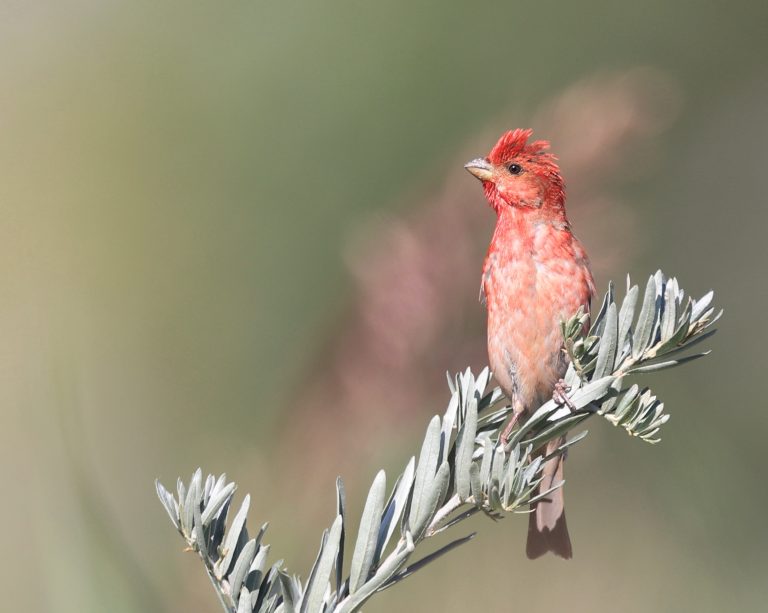 Common Rosefinch (2) 普通朱雀 Image