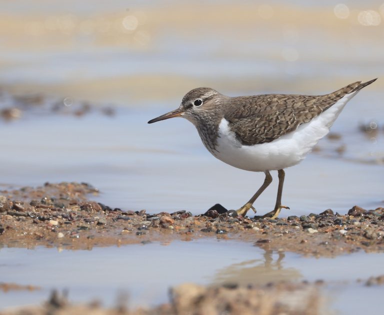 Common Sandpiper 矶鹬 Image