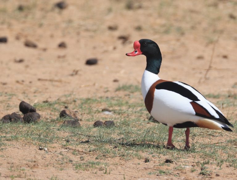 Common Shelduck 翘鼻麻鸭 Image