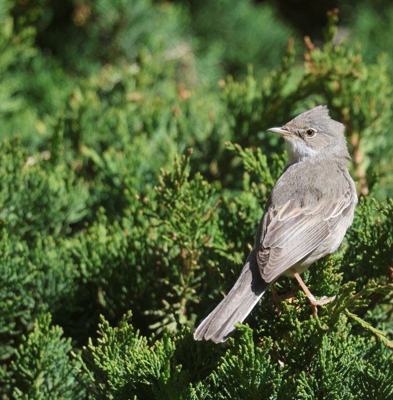 Common Whitethroat 灰白喉林莺 Image