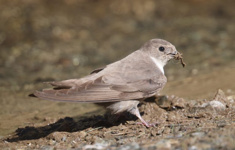Eurasian Crag Martin (1) 岩燕 Image