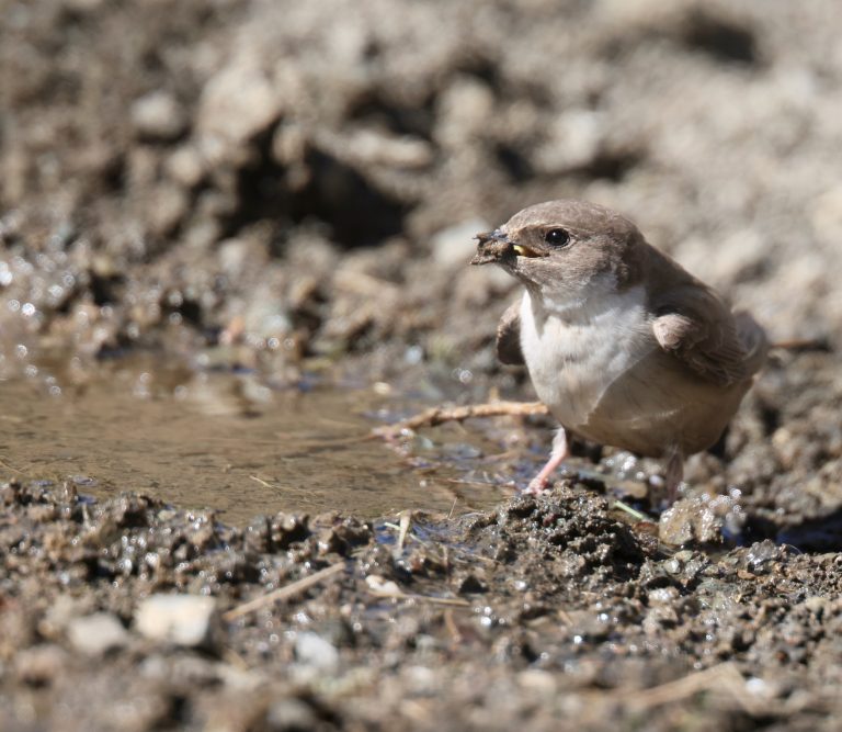 Eurasian Crag Martin (2) 岩燕 Image