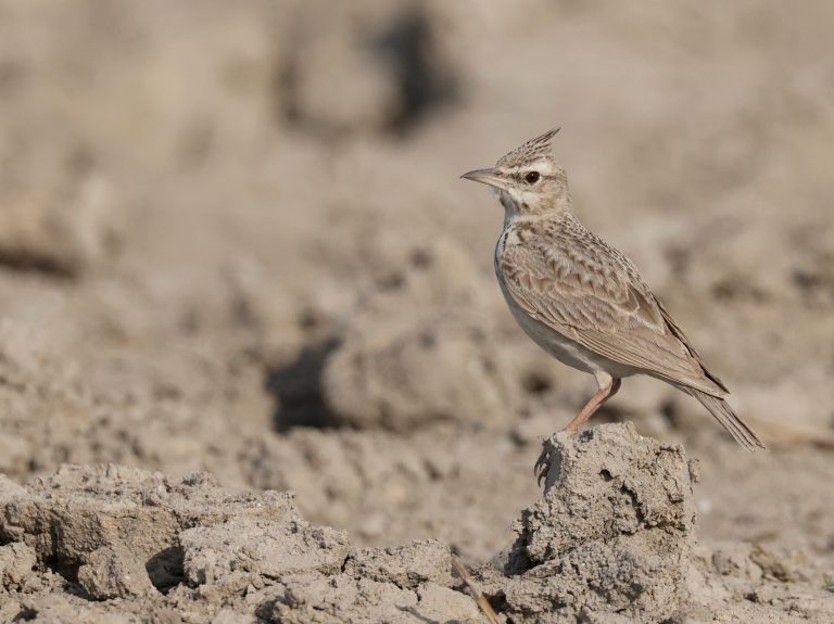 Crested Lark 凤头百灵 Image