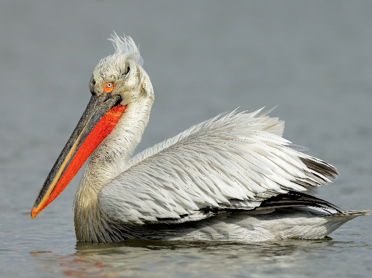Dalmatian Pelican, 卷羽鹈鹕, Pelecanus crispus (Species)