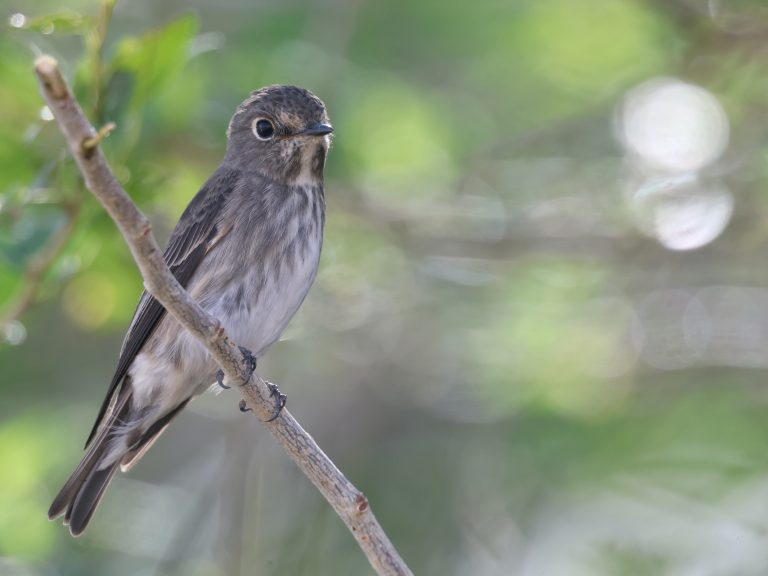 Dark-sided Flycatcher (1) 乌鹟 Image