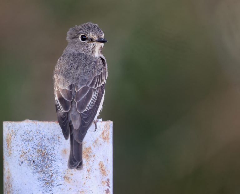 Dark-sided Flycatcher (2) 乌鹟 Image