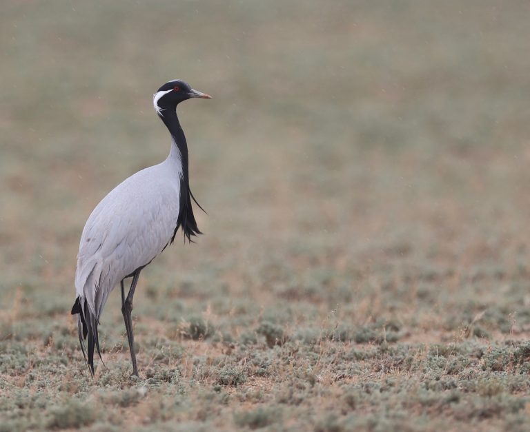 Demoiselle Crane (1) 蓑羽鹤 Image