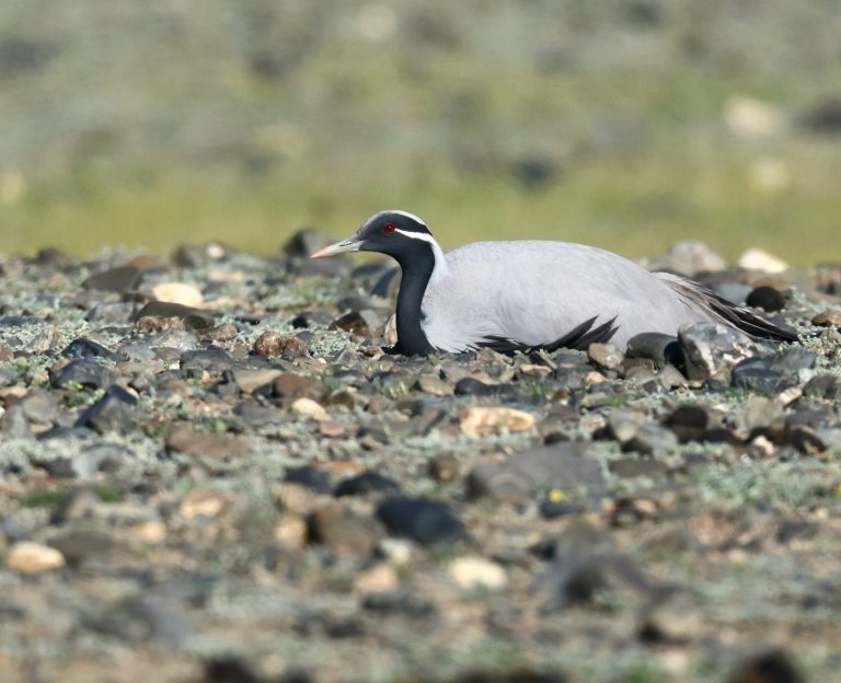 Demoiselle Crane (2) 蓑羽鹤 Image