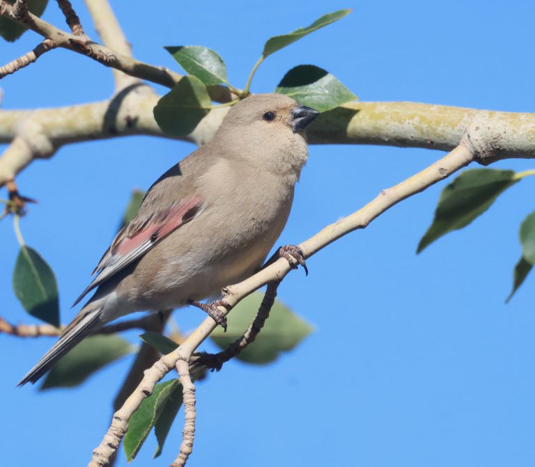 Desert Finch (2) 巨嘴沙雀 Image
