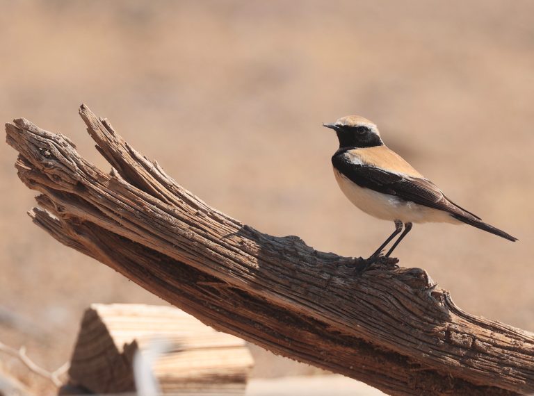 Desert Wheatear 漠䳭 Image