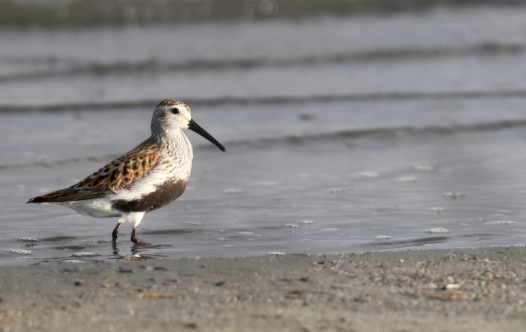Dunlin (1) 黑腹滨鹬 Image