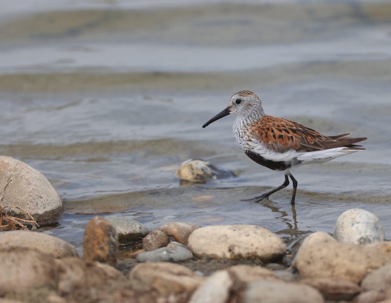 Dunlin (2) 黑腹滨鹬 Image