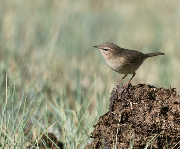 Dusky Warbler 褐柳莺 Image