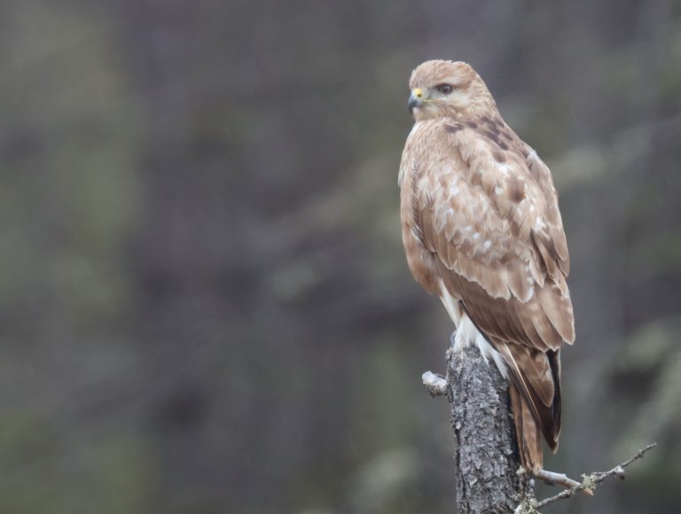 Eastern Buzzard 普通鵟 Image