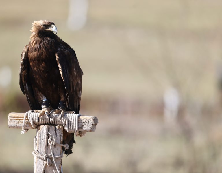 Golden Eagle 金雕 Image