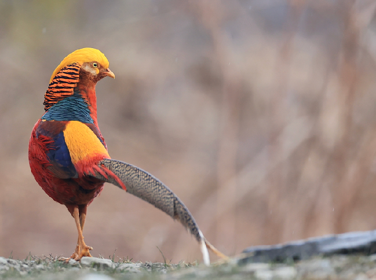 Golden Pheasant, 红腹锦鸡, Chrysolophus pictus (Species)
