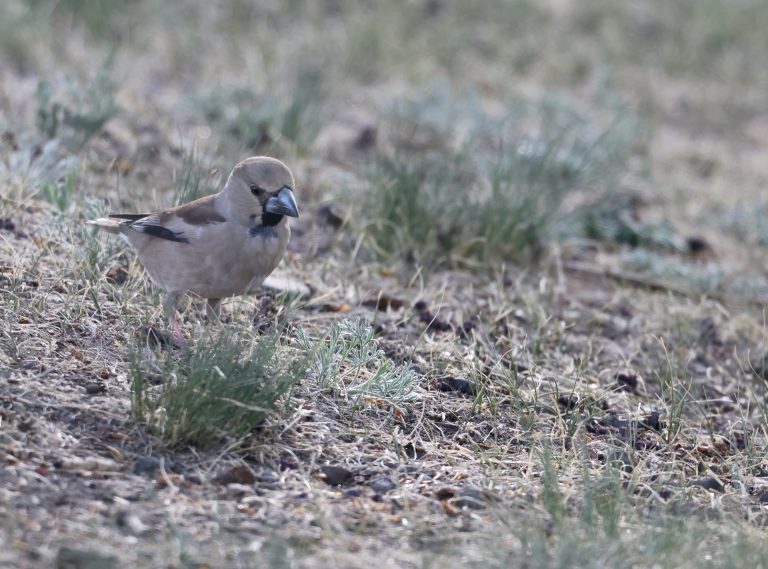 Hawfinch 锡嘴雀 Image