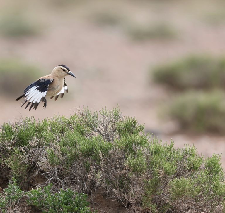 Henderson’s Ground Jay 黑尾地鸦 Image